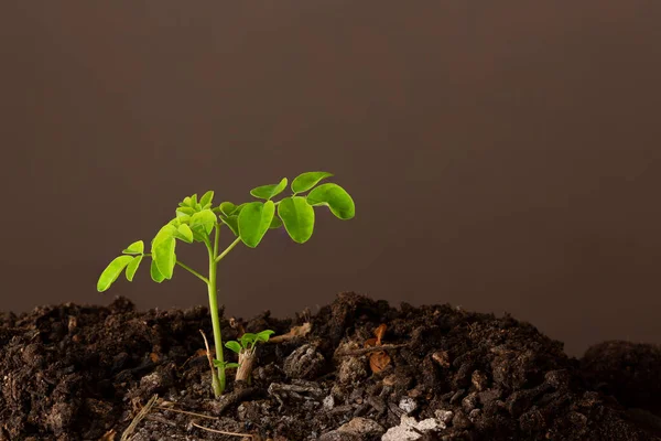 Moringa Oleifera adında kahverengi arkaplanı olan bir sabah bitkisi.