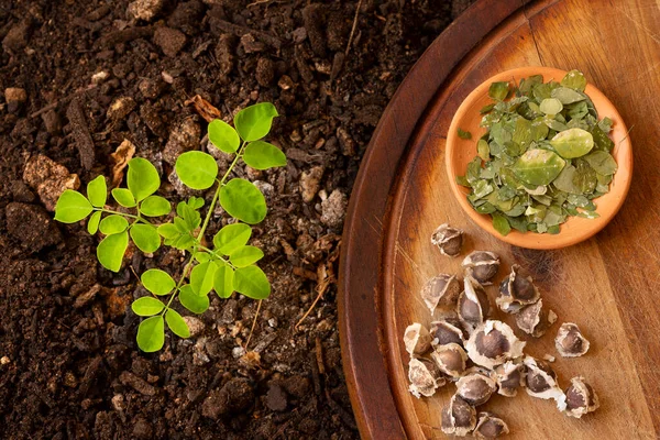 Bir Moringa Tohumu Toprakta Yanında Bir Tohum Kahverengi Bir Masa — Stok fotoğraf