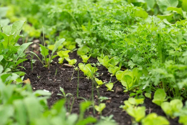 Yeşil taze otlar. Bahçe arka plan ile turp.