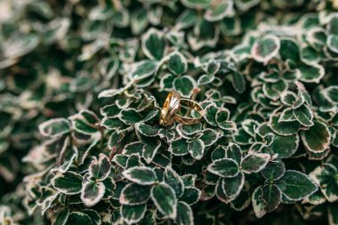 Altın Alyans, yeşil yaprakları, bir arka plan üzerinde reklam için kullanılabilir,