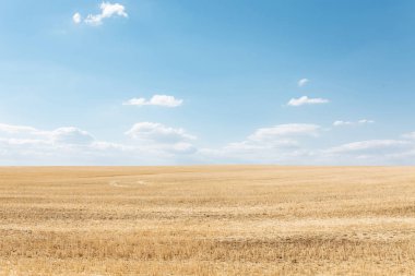 Buğday alan, Manzaralı, buğday ile birçok hektar