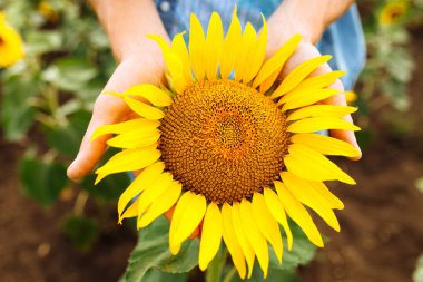 El, yakın çekim, parlak güneşin karşı bir ayçiçeği tutan adam büyük güzel ayçiçeği
