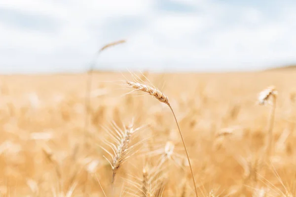 Wheat Field Landscape View Many Hectares Land Wheat — Stock Photo, Image