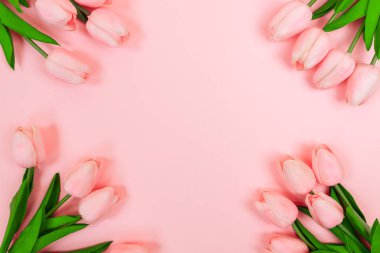 Pembe laleler, pembe bir arka plan üzerinde bahar. Kadınlar günü