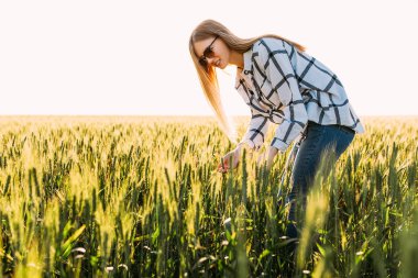 Buğday tarlasında genç bir kadın batan güneşin arka planında sivri uçlu kazık topluyor.