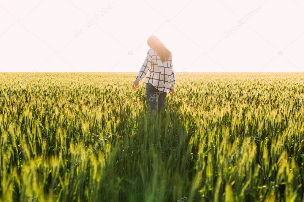 young woman walks through a wheat field and touches the ears of wheat with her hands against the background of the sunset