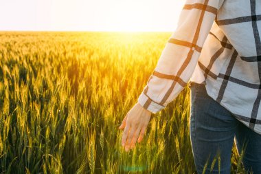 Çiftçi tarlada yürüyor, buğday ekinlerini kontrol ediyor.