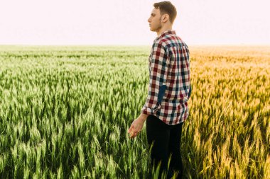 Genç adam, güneşli bir günbatımının arka planında buğday tarlasında duruyor.