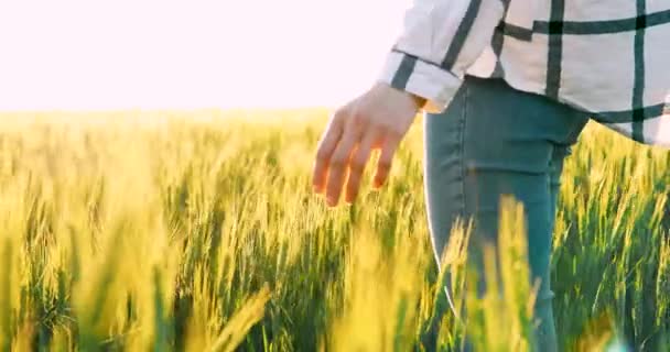 Una mano de mujer en un campo de trigo — Vídeos de Stock