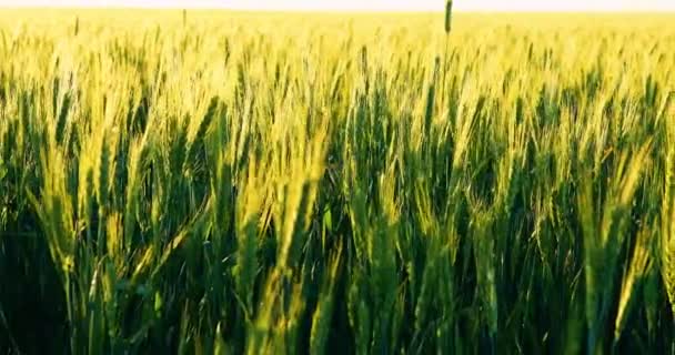 Pole pšenice pod modrou oblohou — Stock video