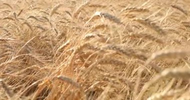 Güzel altın buğday tarlası ve güneşli gün