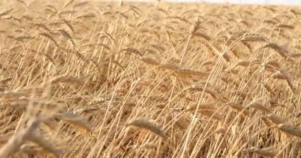 Vackra gyllene vetefält och solig dag — Stockvideo