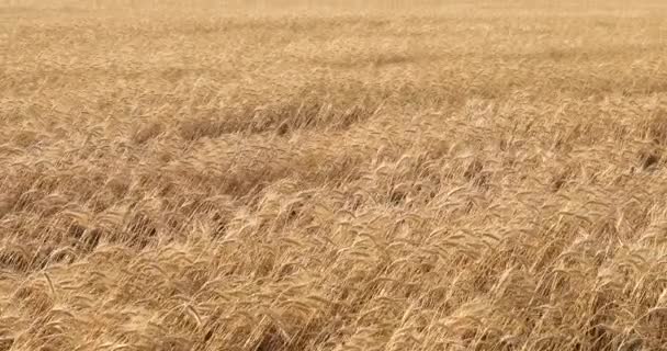 Krásné zlaté pšeničné pole a slunečný den — Stock video