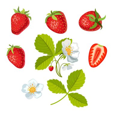 Çilek yaprak ve çiçek ile. Vektör çizim