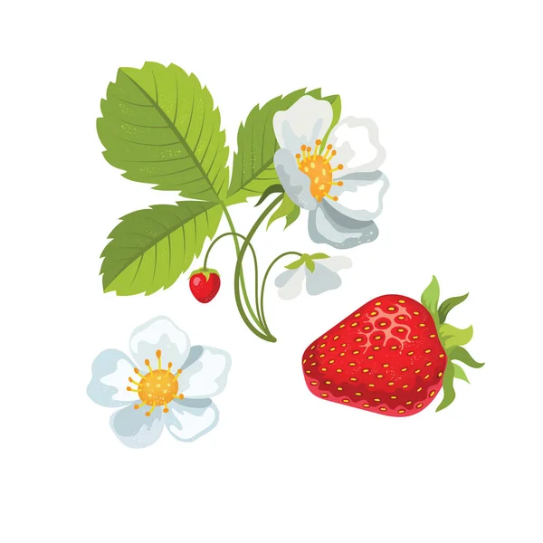 Erdbeere mit Blättern und Blüten. Vektor Folge 10. — Stockvektor