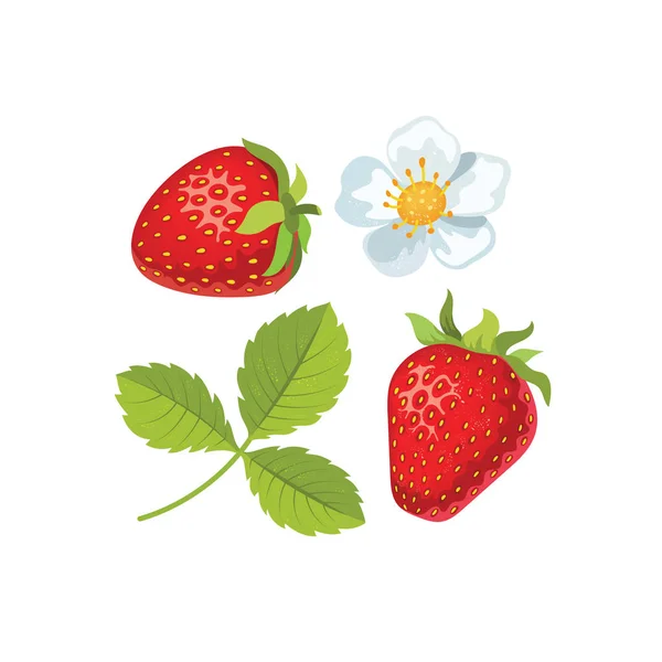 Fraise aux feuilles et fleurs. Illustration vectorielle — Image vectorielle