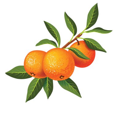 Üç mandalina ve beyaz arka plan üzerinde izole yeşil yaprakları ile twig. Botanik illüstrasyon.