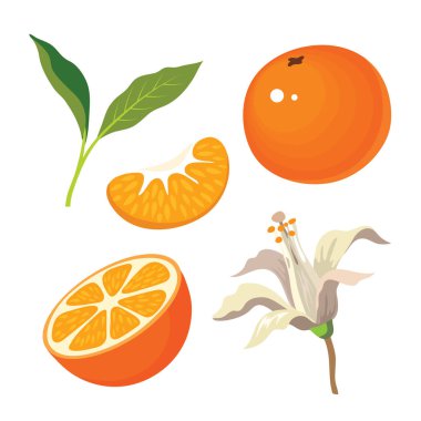 Vektör mandalina, mandalina yarısıyla ayarla ve mandarin bir dilim. Mandalina yaprak ve çiçek