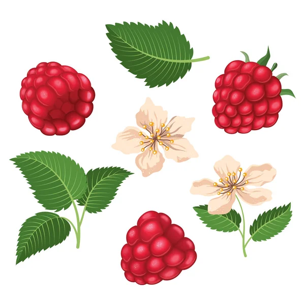 Set de framboises avec feuilles et fleurs. Vecteur — Image vectorielle