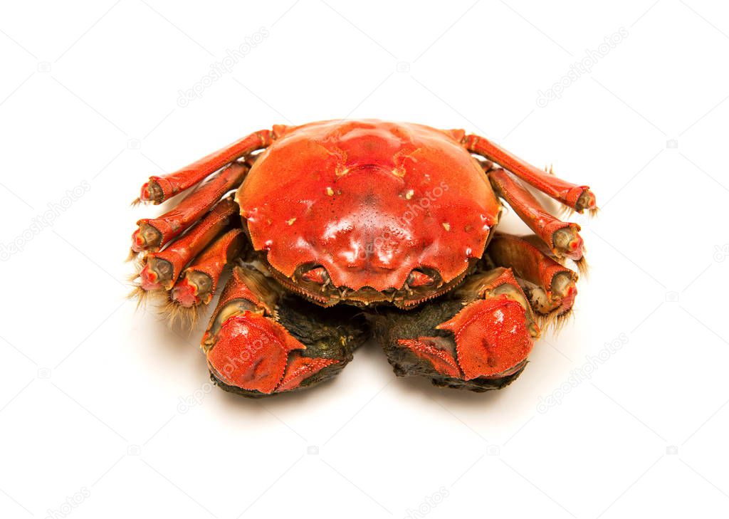 Cooked Chinese hairy crab isolated on white