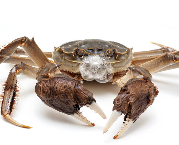 Chinese crab isolated on white background