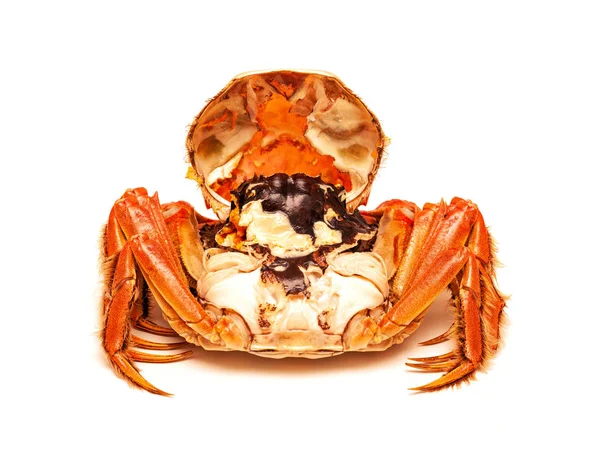 Crabe Chinois Poilu Cuit Isolé Sur Blanc — Photo