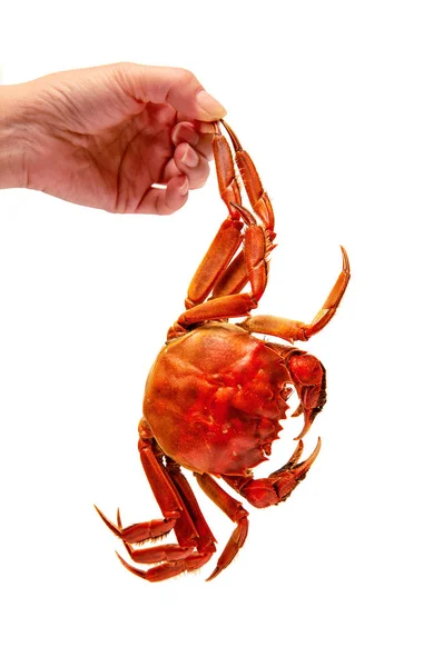 Håll Kokta Kinesiska Hårig Krabba Isolerad Vit — Stockfoto