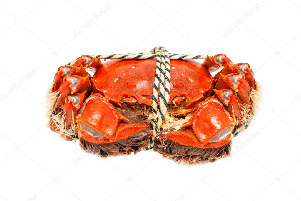 Cooked Chinese hairy crab isolated on white