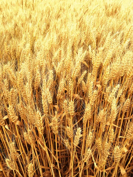 Trigo Dourado Campo Sem Fim — Fotografia de Stock