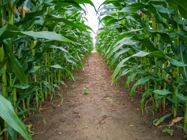 High corn crops on a row clipart