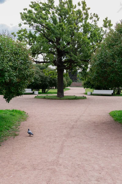 şehir parkında çakıl yol, parkta ağaç