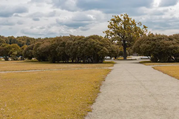 şehir parkında çakıl yol, parkta ağaç