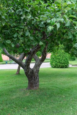şehir parkının yaz bahçesinde elma ağacı