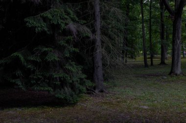 İğne yapraklı orman manzara