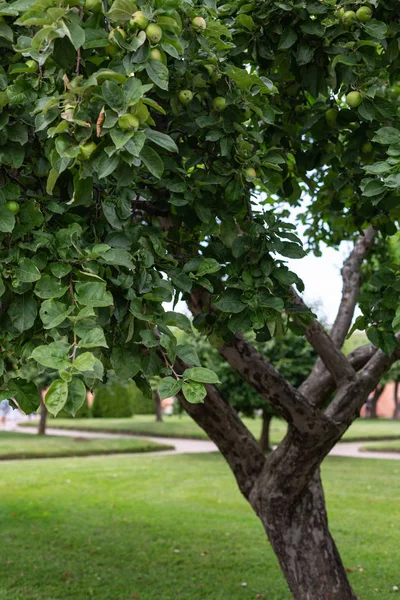 şehir parkının yaz bahçesinde elma ağacı