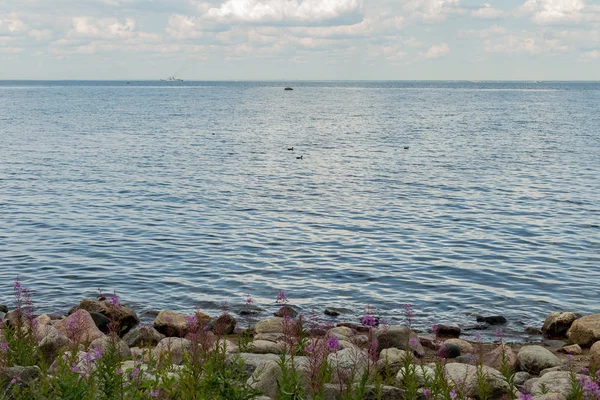 Finlandiya Körfezi kıyılarında ördekler