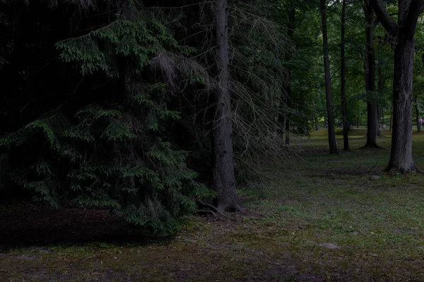 İğne yapraklı orman manzara