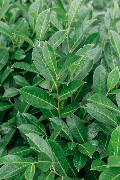 bitki arka planı; defne yağmurdan sonra yaprakları
