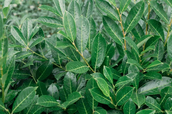 bitki arka planı; defne yağmurdan sonra yaprakları