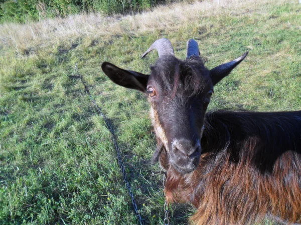 Black goat on the field autumn