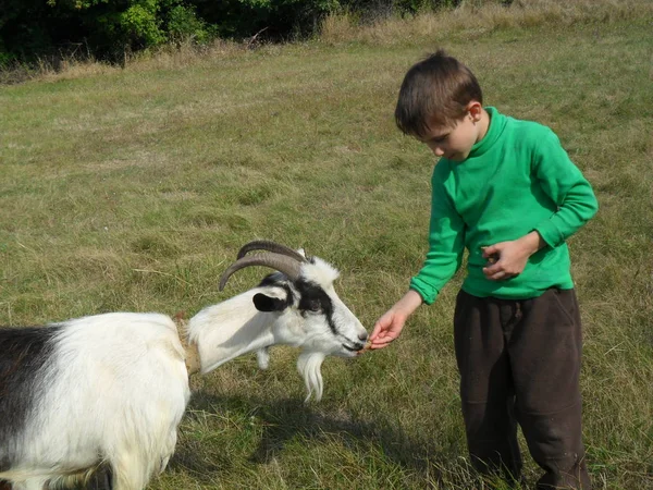 Niño Alimenta Una Cabra Prado Otoño Poltava Ucrania — Foto de Stock