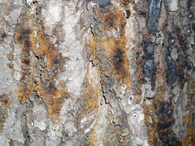 Kavak ağacı doku kahverengi kabuğu ile dikey olarak