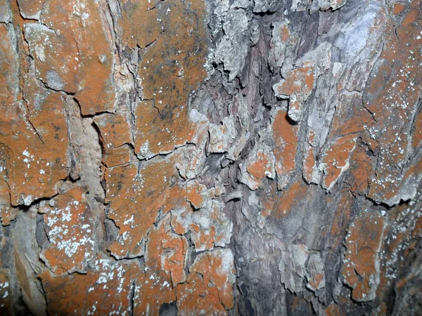 Poplar Tree Texture Brown Bark Vertically — Stock Photo, Image