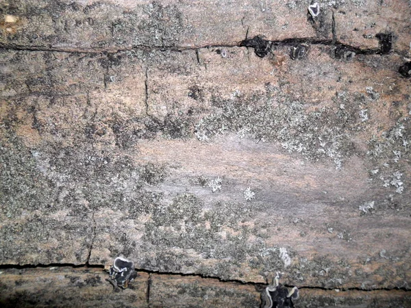 Poplar Tree Texture Cracks Horizontally — Stock Photo, Image