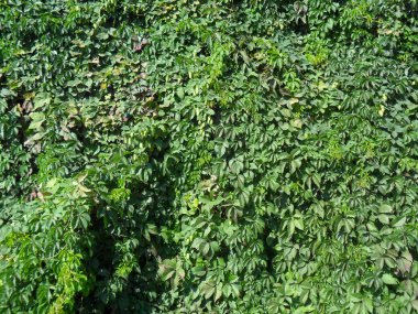 Ivy yeşil arka plan çatlak duvar