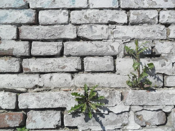 老裂缝砖墙与植物 — 图库照片
