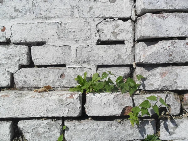 Vecchio Muro Mattoni Crepa Con Pianta — Foto Stock