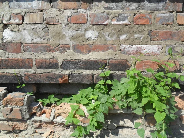 Παλιά Ρωγμή Τοίχο Από Τούβλα Φυτό — Φωτογραφία Αρχείου