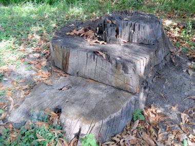 Eski pul ile içi boş yok