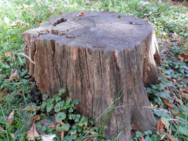 Eski yıkılan güdük ve bitki